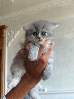 Cute Persian kitten for sale