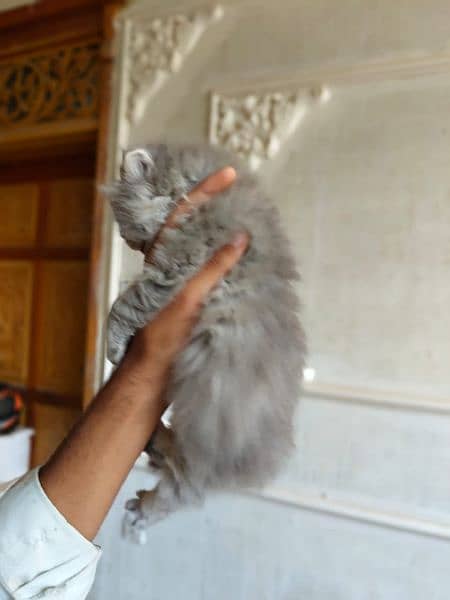 Cute Persian kitten for sale 8