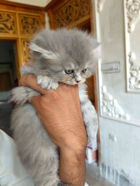 Cute Persian kitten for sale 9