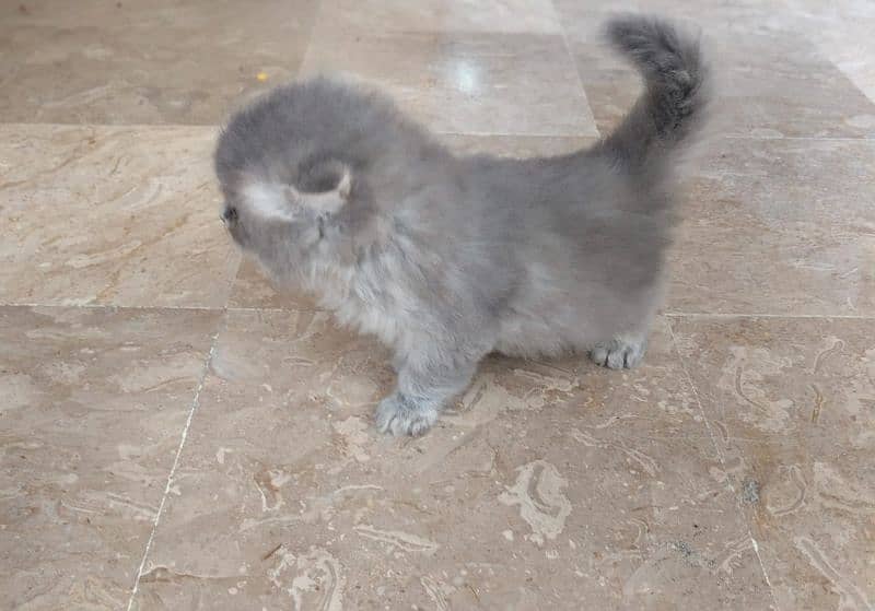 Cute Persian kitten for sale 10