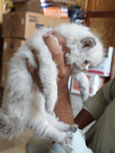 Cute Persian kitten for sale 11