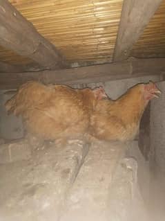 Golden buff and desi hens for sale