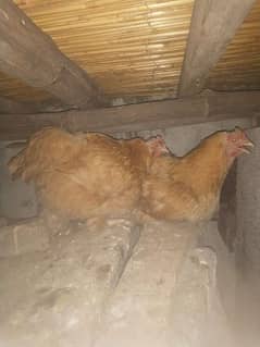 Golden buff and desi hens for sale 0