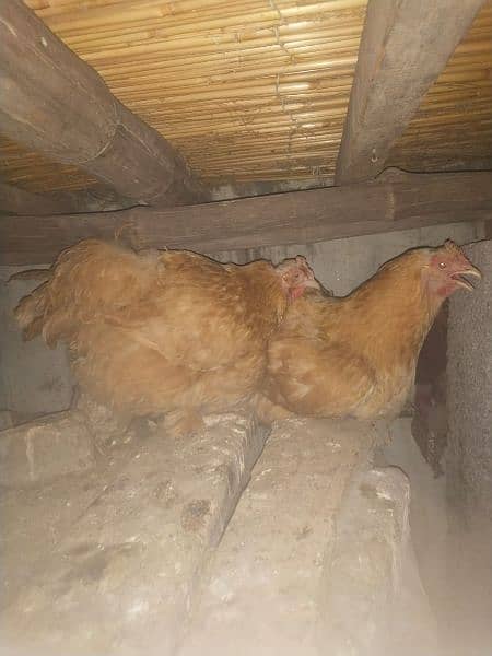 Golden buff and desi hens for sale 0