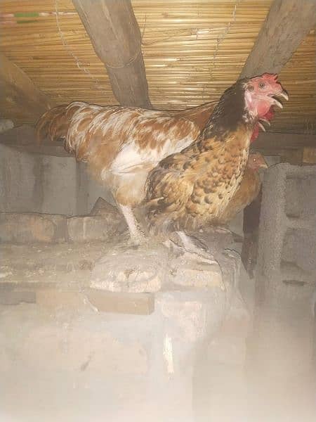 Golden buff and desi hens for sale 1