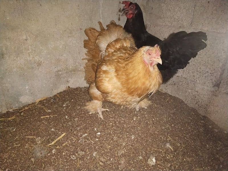 Golden buff and desi hens for sale 2