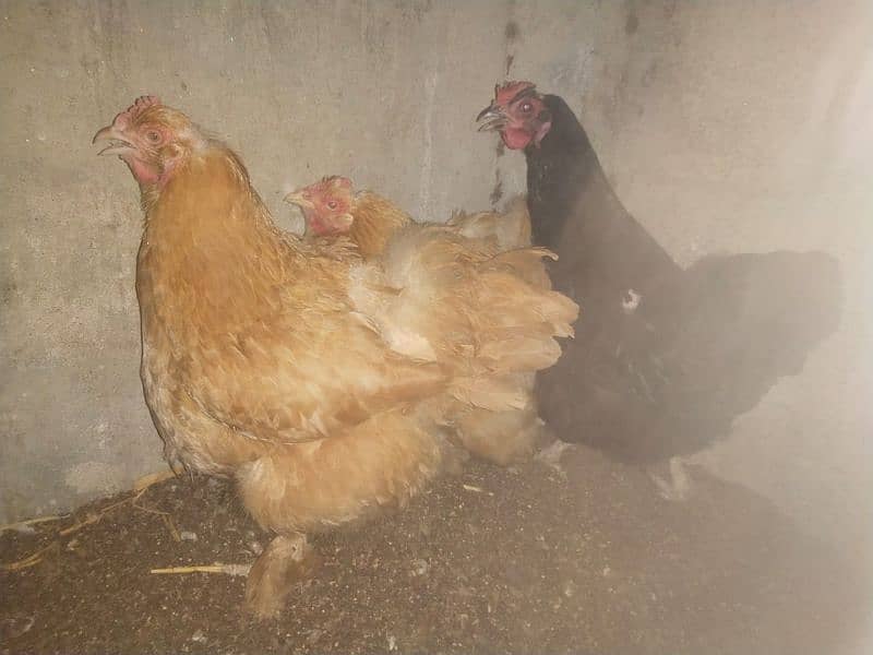 Golden buff and desi hens for sale 3