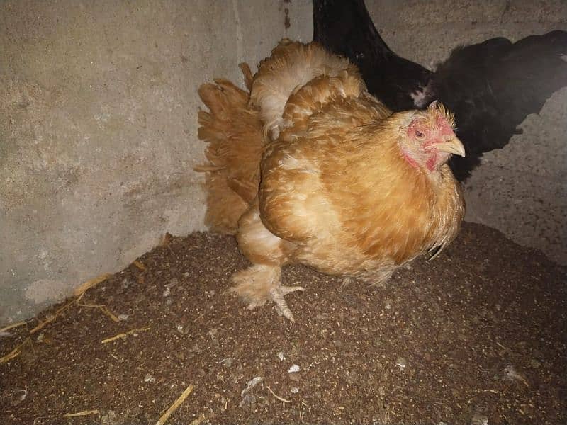 Golden buff and desi hens for sale 4