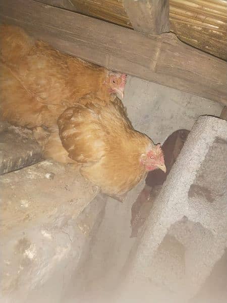 Golden buff and desi hens for sale 5