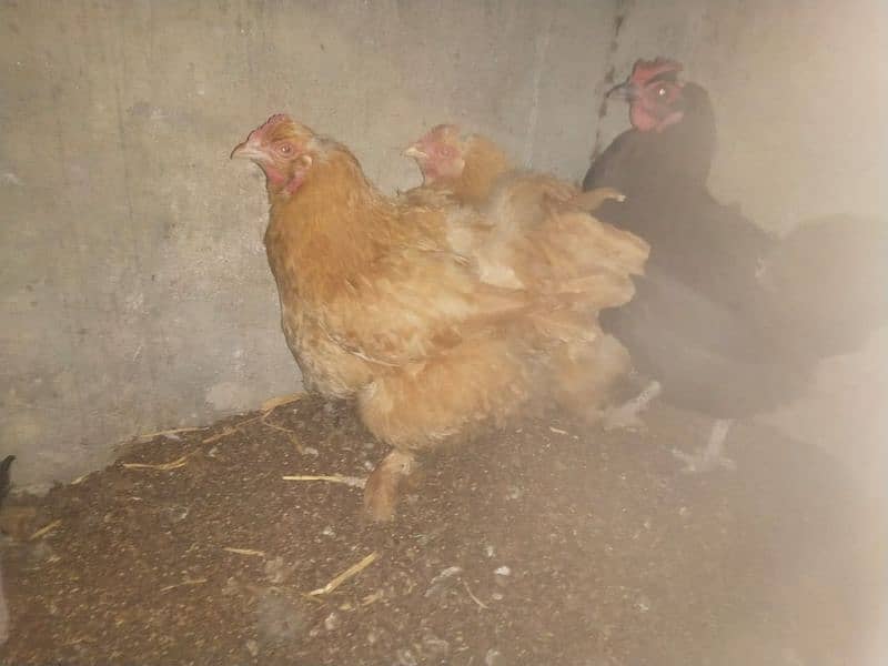 Golden buff and desi hens for sale 6