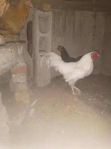 Golden buff and desi hens for sale 7