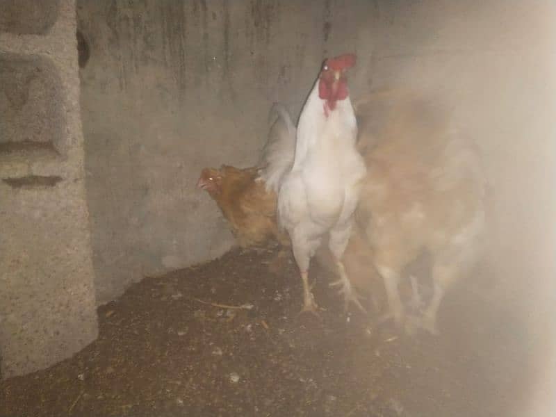 Golden buff and desi hens for sale 8