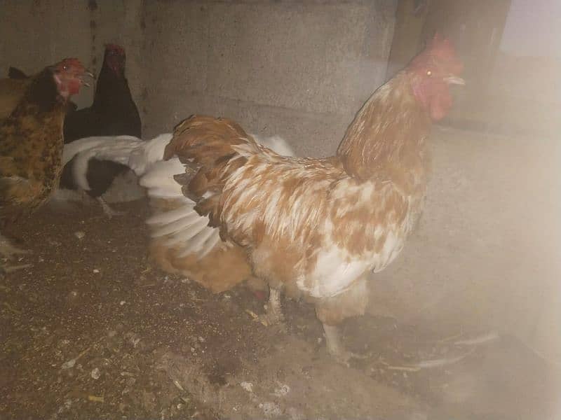 Golden buff and desi hens for sale 9