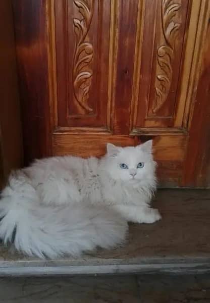 Persian cat 0