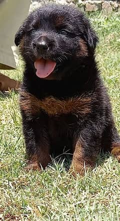 ,, German Shepherd puppies for sale