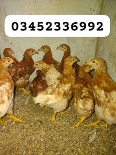 lohmann brown | lohman brown 6 weeks chicks for sale