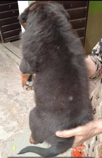 Rottweiler Female ((03130512090)) 4