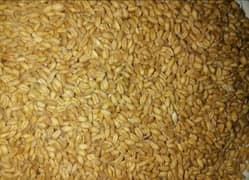 wheat Sale (گندم)
