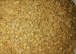 wheat Sale (گندم) 0