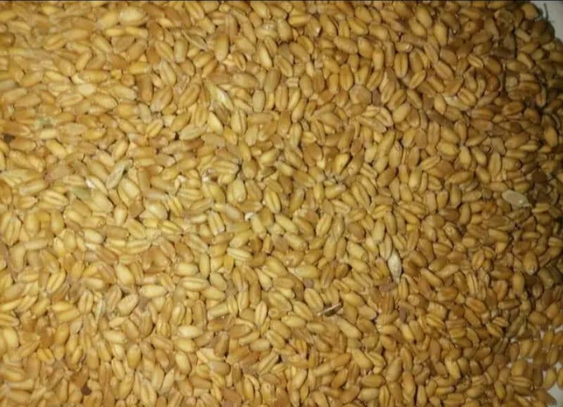 wheat Sale (گندم) 0