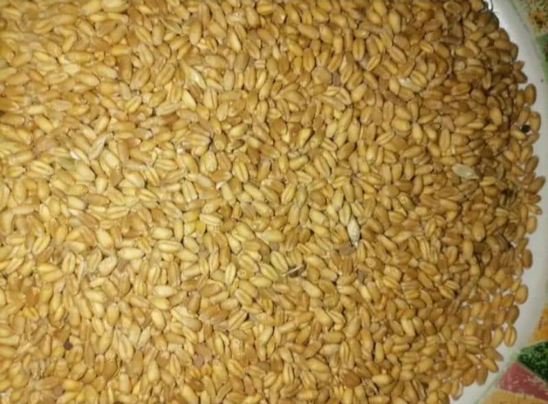 wheat Sale (گندم) 1
