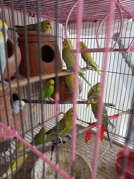 Australian Parrots 3