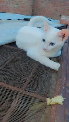 Persian cat single coat Blue eyes white colour urgent sale