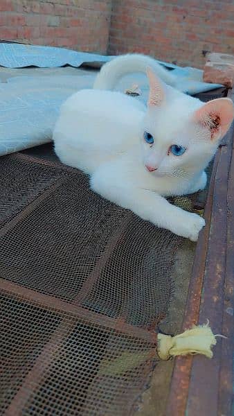 Persian cat single coat Blue eyes white colour urgent sale 0
