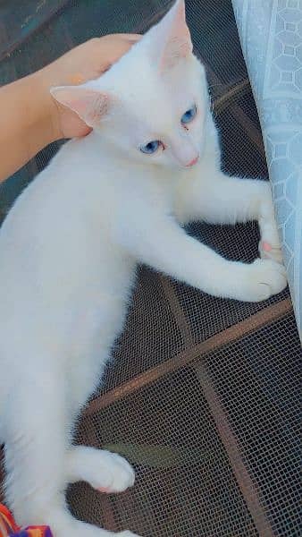 Persian cat single coat Blue eyes white colour urgent sale 1