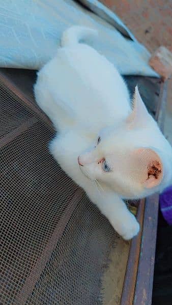 Persian cat single coat Blue eyes white colour urgent sale 2