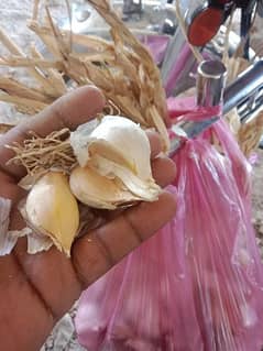 garlic for sale