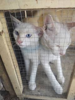 Very Simple beautiful cat pair