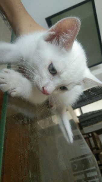 2 months kitten for sale. 1
