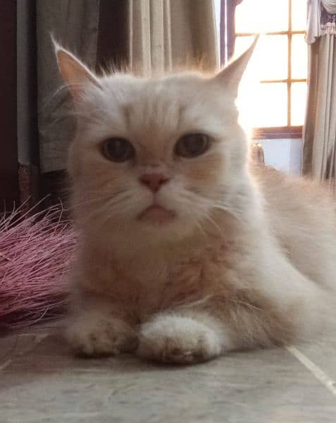 Persian Female Blue eyes cat 0
