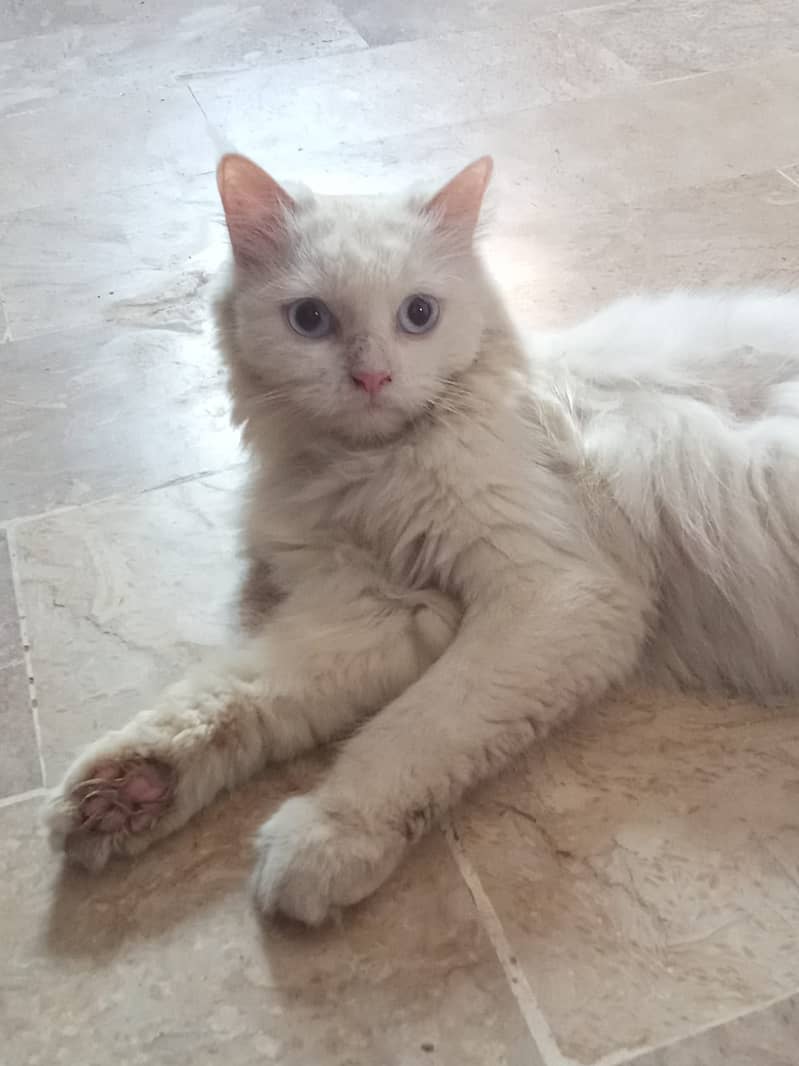 Persian Female Blue eyes cat 1