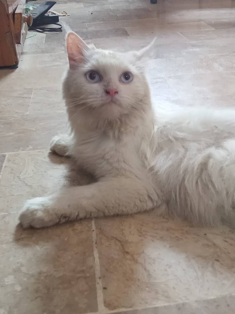Persian Female Blue eyes cat 2