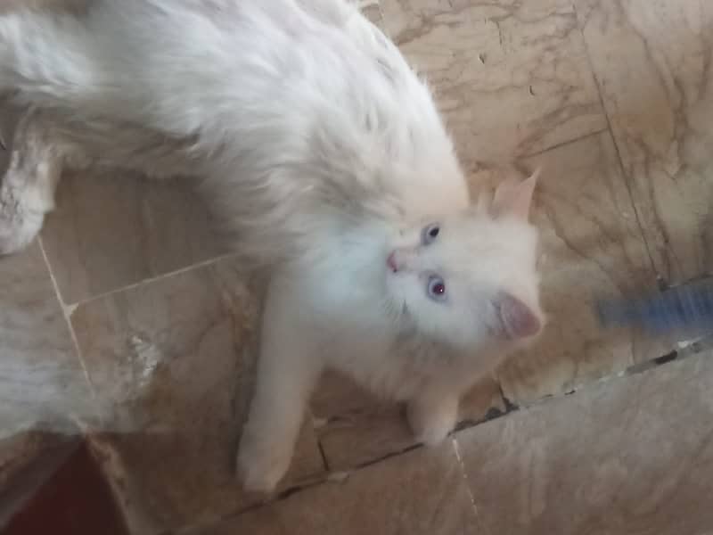 Persian Female Blue eyes cat 3