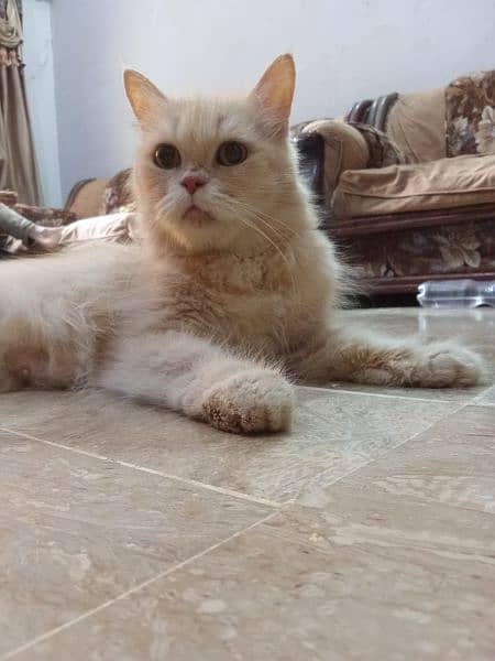 Persian Female Blue eyes cat 5