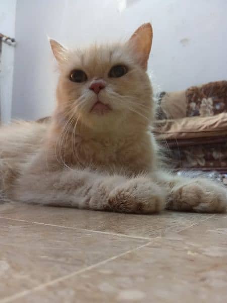 Persian Female Blue eyes cat 9
