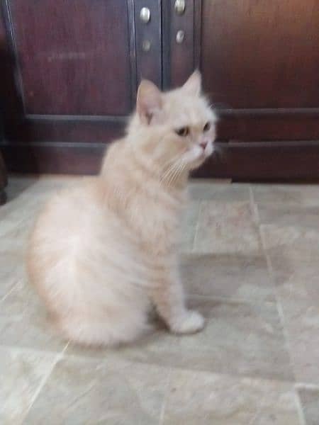 Persian Female Blue eyes cat 10