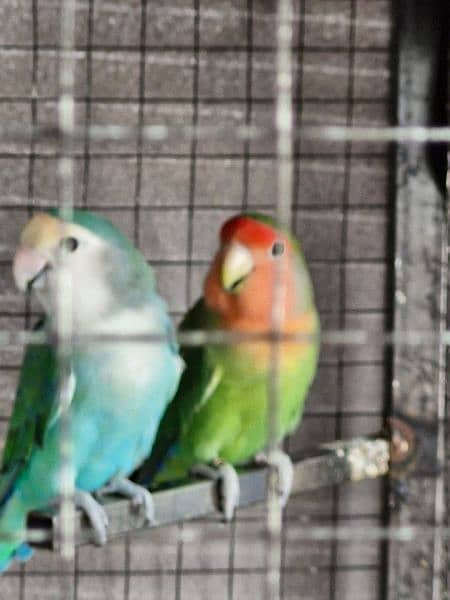 LOVE BIRDS AND CAGE NEST BOX FREE 1
