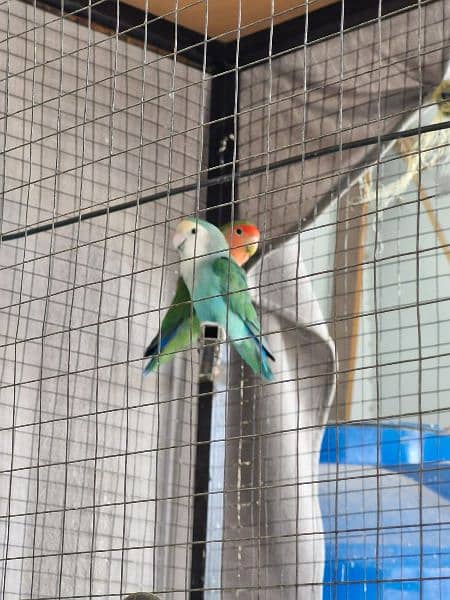 LOVE BIRDS AND CAGE NEST BOX FREE 3