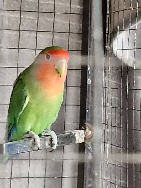 LOVE BIRDS AND CAGE NEST BOX FREE 5