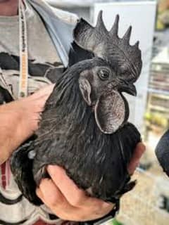 Ayam Cemani Male for Sale