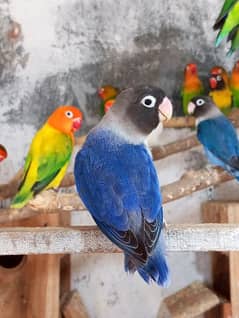 Blue Black mask Lovebirds