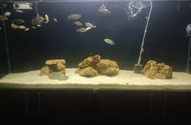 For Sale aquarium :  Iron Stand with Cichlid Fish Included.