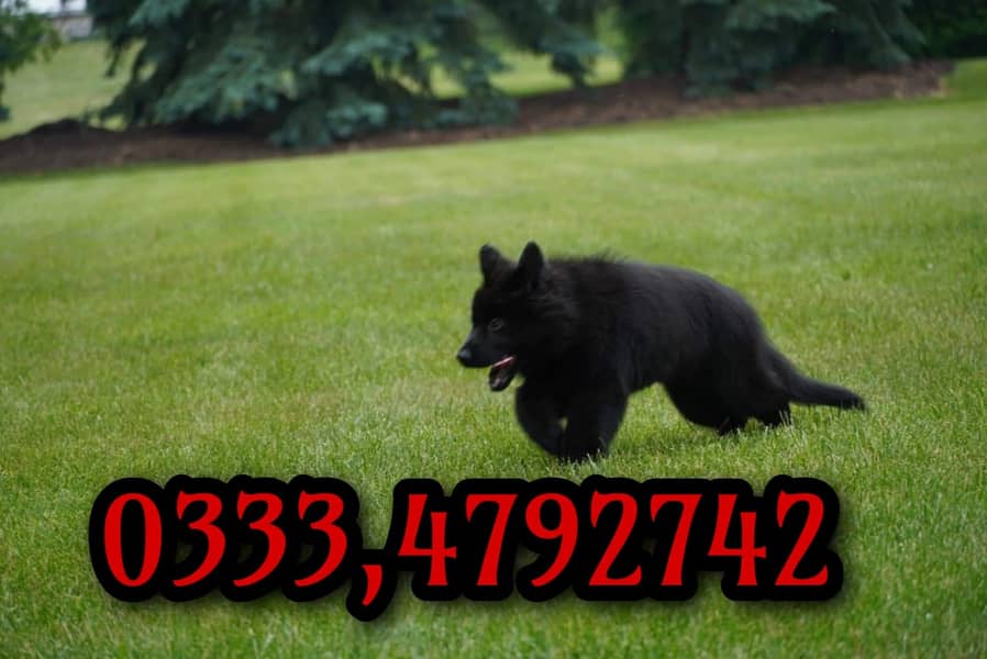 Black shepherd Puppy  03334792742 2