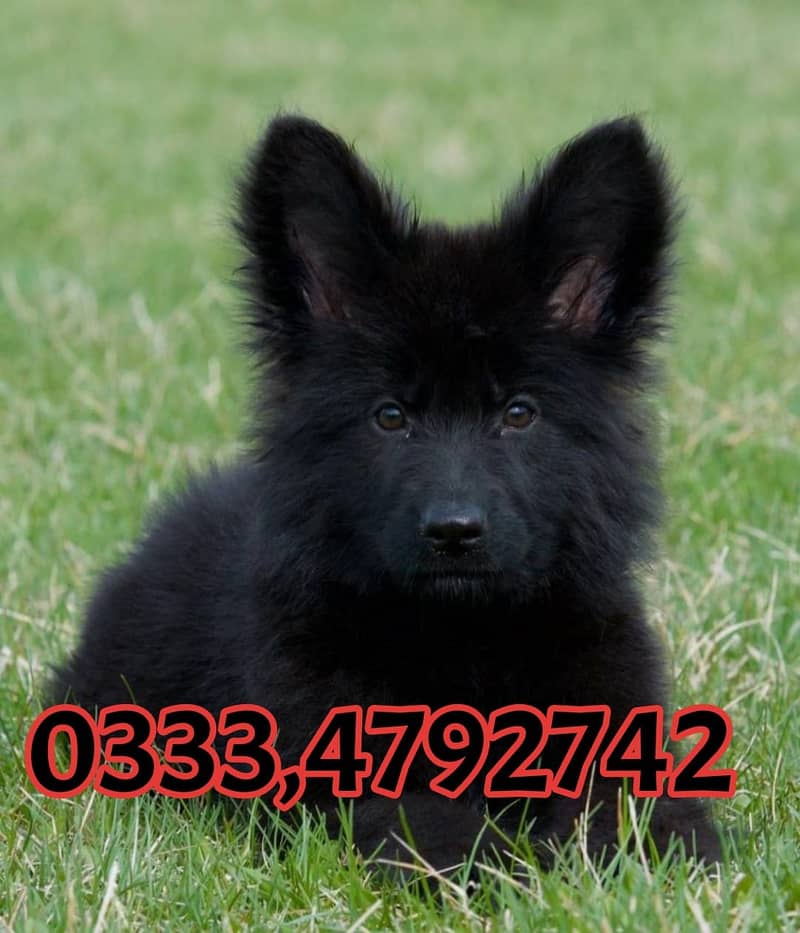 Black shepherd Puppy  03334792742 3