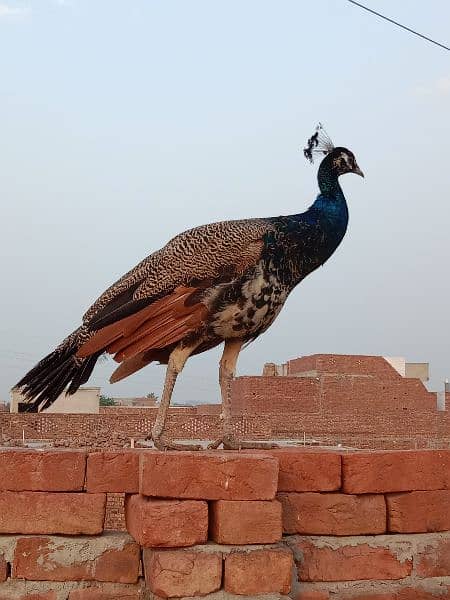 young peacock pair 1