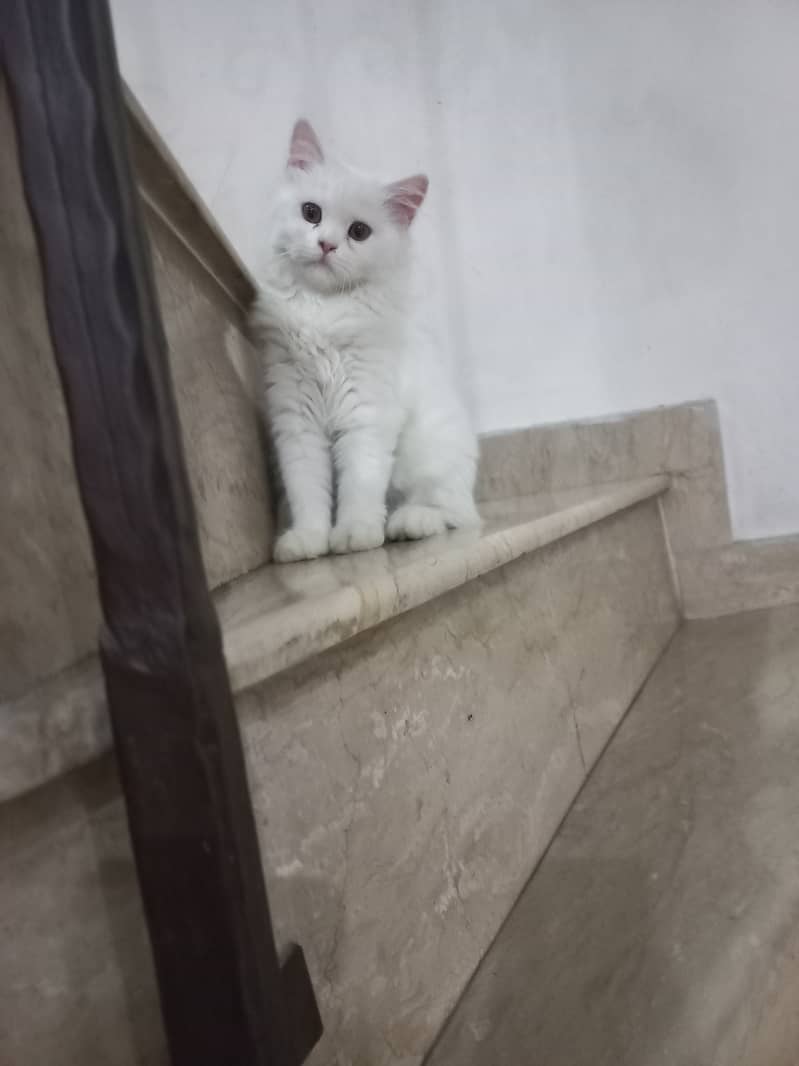 Persian cat | premium tripple coat | pure home breed | cat for sale 0